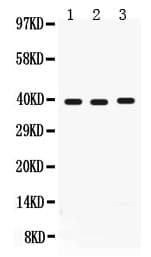 MDK / Midkine Antibody (aa21-143)