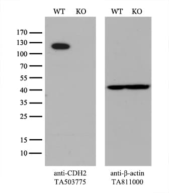 Monoclonal Mouse anti-Human CDH2 / N Cadherin Antibody (clone UMAB23, IHC, IF, WB)
