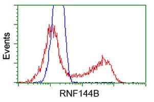 RNF144B Antibody (clone OTI1G5)