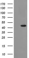 SYT4 Antibody (clone OTI2D3)