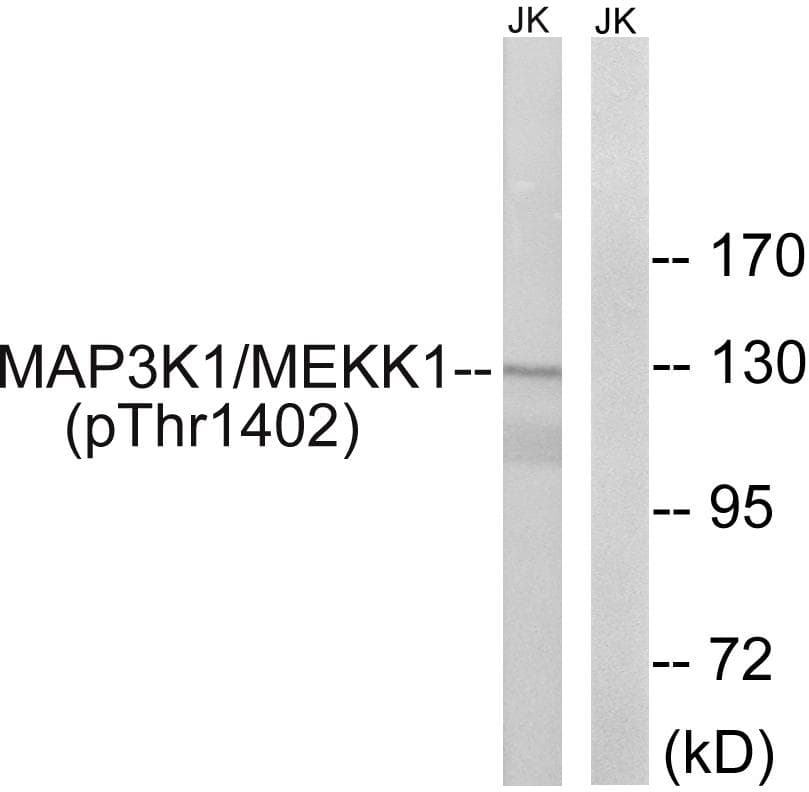 MAP3K1 / MEKK1 Antibody (phospho-Thr1402)