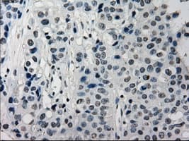 SATB1 Antibody (clone OTI11H4, Carrier-free)