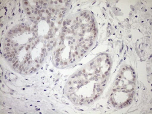 UBP1 Antibody (aa47-269, clone OTI9G7, Carrier-free)