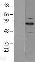 ARNT2 Protein (Over-Expression Lysate Myc-DDK (Flag))