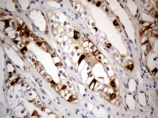 CHCHD10 Antibody (aa17-142, clone OTI3B8)