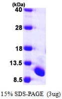 Human UFM1 Protein (Recombinant His)