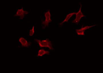 ZNF436 Antibody