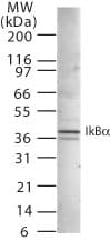 IHC-plus™ NFKBIA / IKB Alpha / IKBA Antibody (aa34-48)