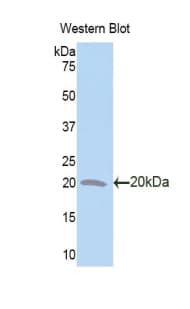 IL1F9 Antibody (aa5-149, Biotin)