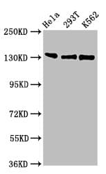 RFX / RFX1 Antibody