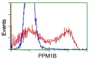 Monoclonal Mouse anti-Human PPM1B Antibody (clone OTI3C9, IF, WB)