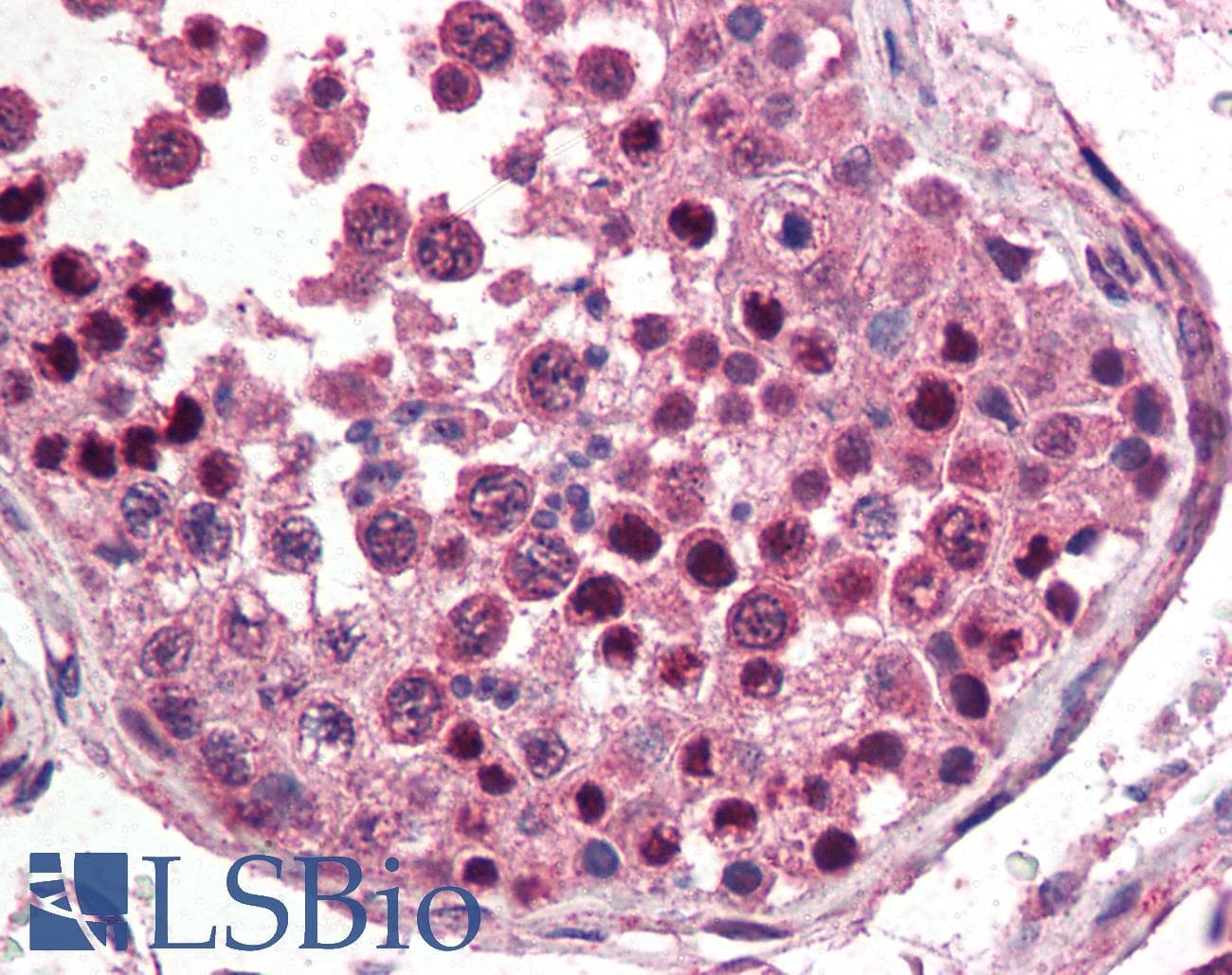 IHC-plus™ NANOG Antibody (aa291-304)
