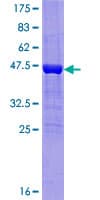 Human MIA40 / CHCHD4 Protein (Recombinant GST)