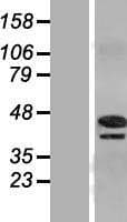 PINX1 Protein (Over-Expression Lysate Myc-DDK (Flag))