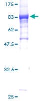 Human HSPBAP1 Protein (Recombinant GST)