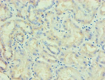 LP-PLA2 / PLA2G7 Antibody (clone 2A1B6)