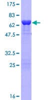 Human SORBS3 / Vinexin Protein (Recombinant GST)