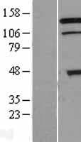 RNF216 / TRIAD3 Protein (Over-Expression Lysate Myc-DDK (Flag))