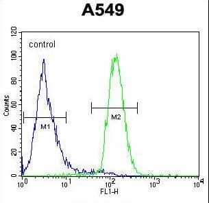 Polyclonal Rabbit anti-Human LILRA2 / CD85h / ILT1 Antibody (aa55-81, WB)