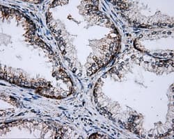 PTPRE / PTP Epsilon Antibody (clone OTI5F2)