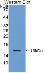 INHBB / Inhibin Beta B Antibody (aa293-407)