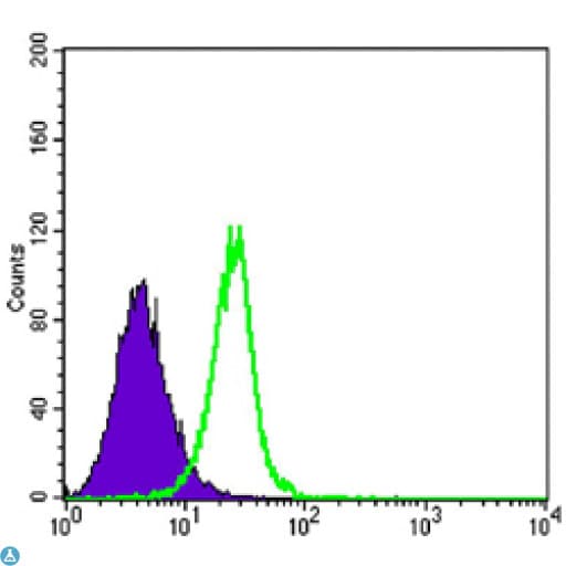 SMAD4 Antibody