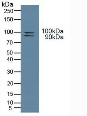 TLR3 Antibody (aa404-532, PE)
