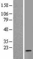 RPL35 / Ribosomal Protein L35 (Over-Expression Lysate Myc-DDK (Flag))