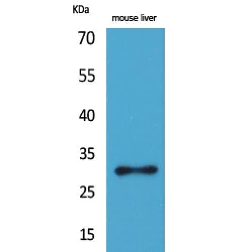 Polyclonal Rabbit anti-Human FGF5 Antibody (C-terminal, WB)