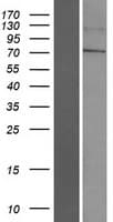 LINGO4 Protein (Over-Expression Lysate Myc-DDK (Flag))