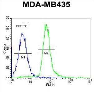 Polyclonal Rabbit anti-Human RRAGD Antibody (aa171-199, IHC, WB)