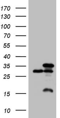 Monoclonal Mouse anti-Human SNRPB2 Antibody (clone OTI3A7, Carrier-free, IF, WB)