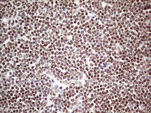 Monoclonal Mouse anti-Human C14orf166 Antibody (clone OTI4A3, IHC, WB)