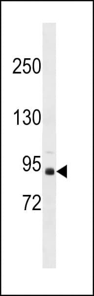 Polyclonal Rabbit anti-Human ZNF509 / ZBTB49 Antibody (aa172-199, WB)