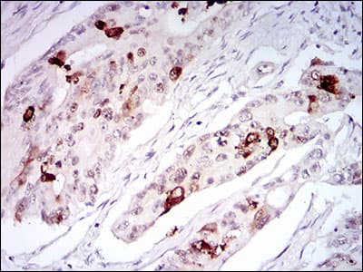 TERF2 / TRF2 Antibody (aa324-500, clone 3H6B4)