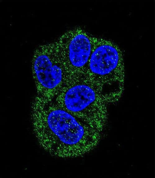 LF / LTF / Lactoferrin Antibody