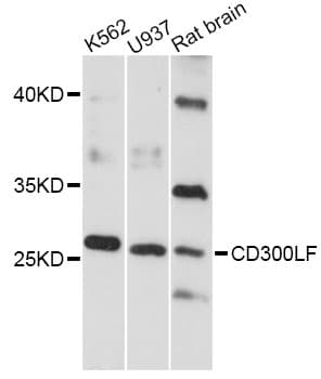 CD300LF / CD300f Antibody