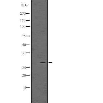 ING5 Antibody