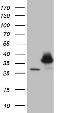 PSMA7 Antibody (clone OTI4A9, Carrier-free)