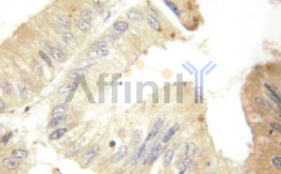 VEGFA / VEGF Antibody