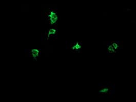DEF6 Antibody (clone OTI2C11)