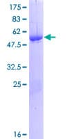 Human MYF6 / MRF4 Protein (Recombinant GST)
