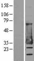MESDC2 / MESD Protein (Over-Expression Lysate Myc-DDK (Flag))