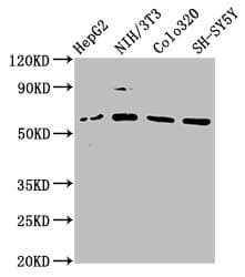 FBXW11 Antibody (aa1-140)