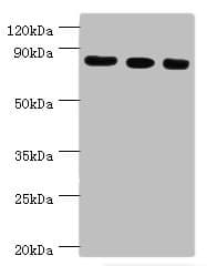EZH2 Antibody (aa1-250)