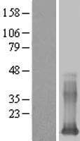 LGALS13 / Galectin 13 Protein (Over-Expression Lysate Myc-DDK (Flag))