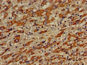 VPS33A Antibody