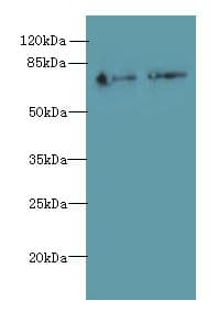 Polyclonal Rabbit anti-Human ECD Antibody (WB)