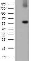 LIPG / Endothelial Lipase Antibody (clone OTI1E3)