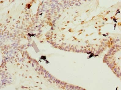 Polyclonal Rabbit anti-Mouse PLET1 / C11orf34 Antibody (IHC, WB)